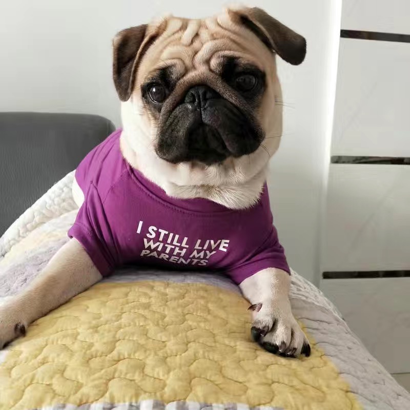 Modische Französische Bulldogg – Summer Clothing In French Bewertung und Preis